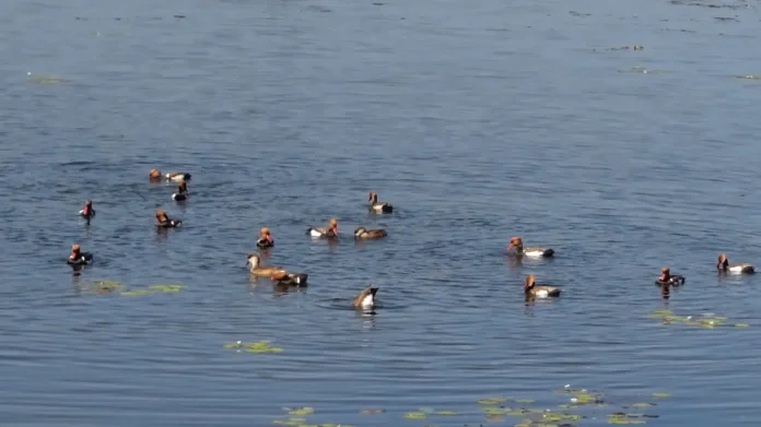 Migratory birds swim in the waters of the Teesta Barrage at Gajoldoba, marking the arrival of winter and drawing tourists and birdwatchers to the region. Saturday, 13 December 2025.