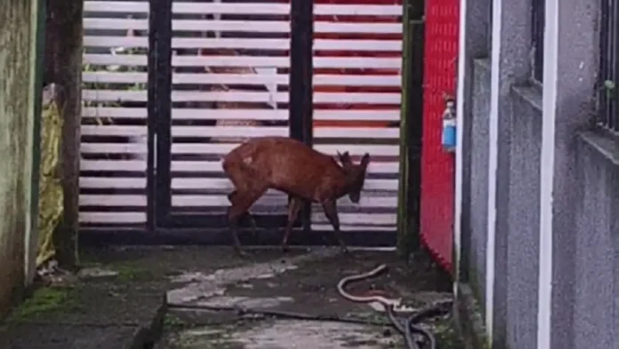 Forest officials rescue a deer from the Daragaon area near Bagdogra on Sunday after the animal strayed into the locality from a nearby forest. Sunday, 24 May 2026.